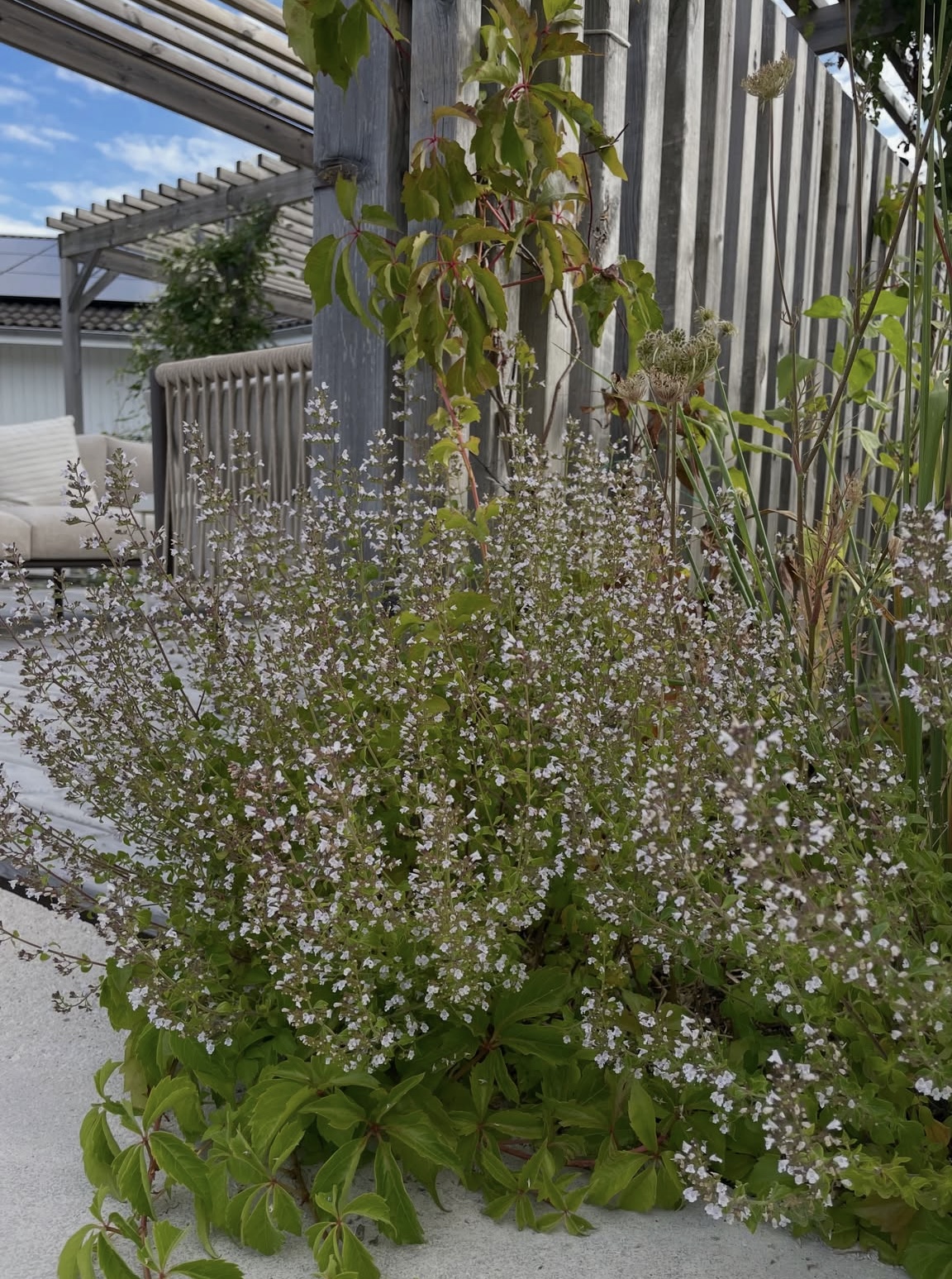Stenkyndel i vit blom framför pergola och trästaket